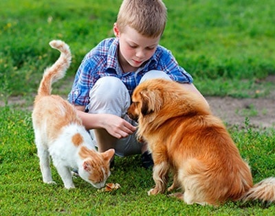 Dog, cat and child playing together in the grass